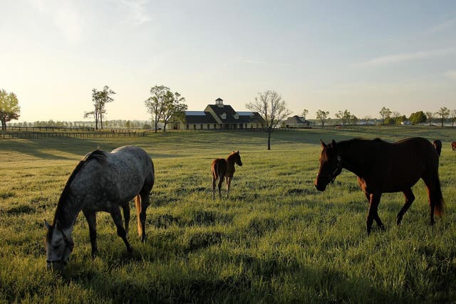 Brood mares and their foals graze on a horse farm at sunrise