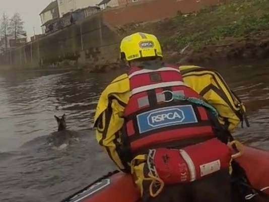RSPCA water rescue team saves four roe deer stuck on a piece of land at the side of the River Irwell in Salford, 17 December, 2019.