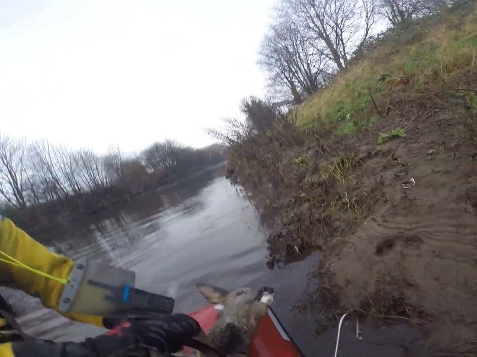 RSPCA water rescue team saves four roe deer stuck on a piece of land at the side of the River Irwell in Salford, Greater Manchester, 17 December 2019.