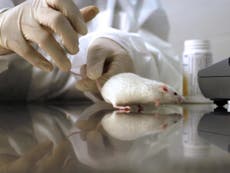 Pregnant mice force-fed alcohol as US quietly funds $17m of animal experiments in UK