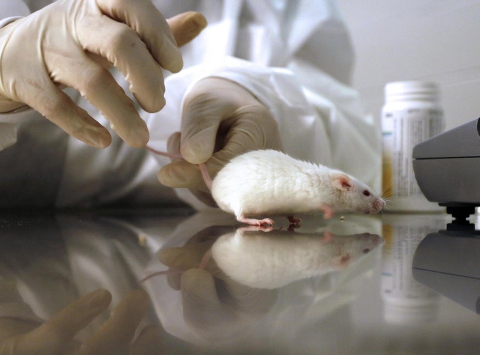 Pregnant mice forcefed alcohol as US quietly funds 17m of animal
