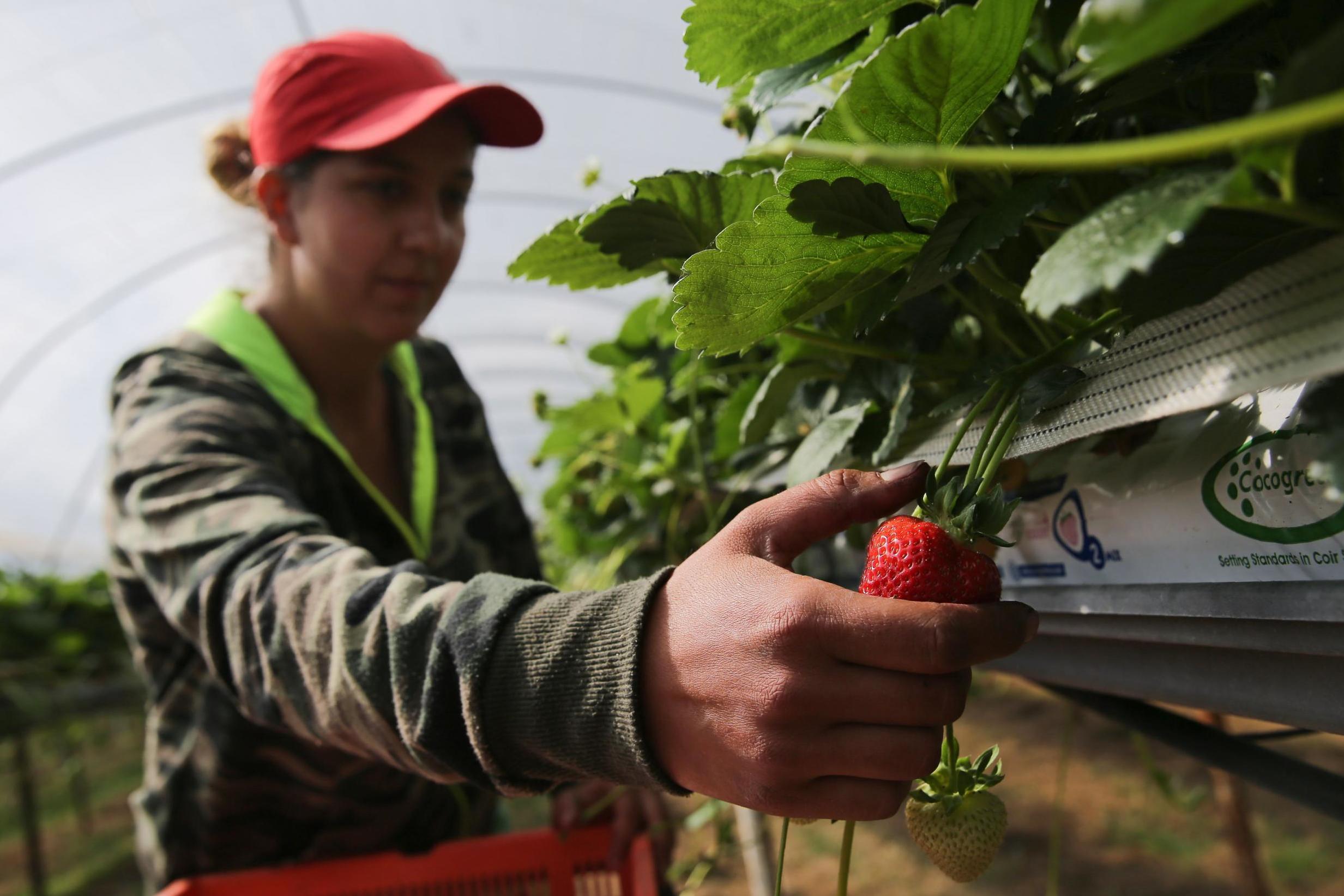 Commercially grown strawberries harvested by hand (AFP/Getty)