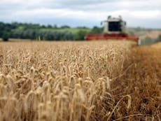 How extreme weather is affecting the UK's wheat crop