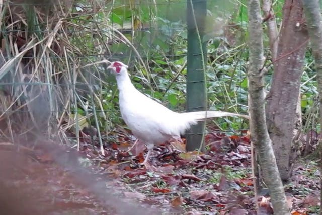 Brian Cave spotted a rare albino pheasant wandering around his back garden in Newquay, Cornwall.