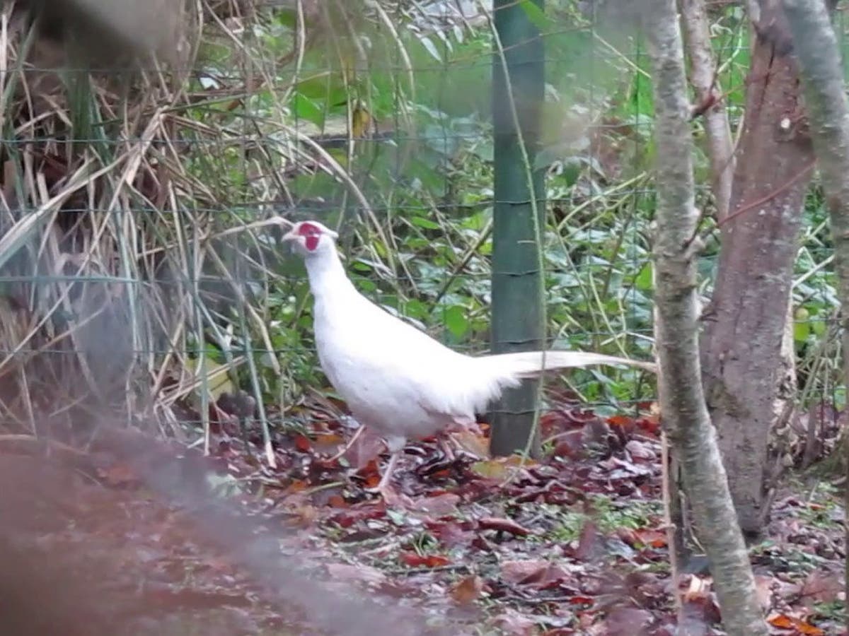 ‘We had never seen anything like it’: Rare albino pheasant caught on ...