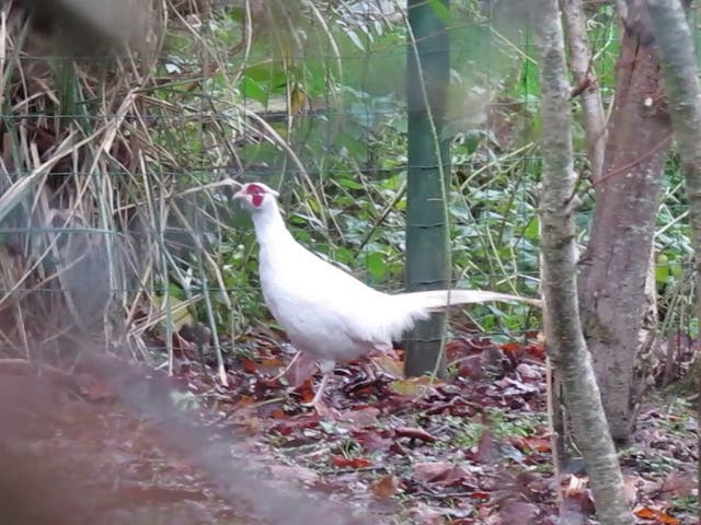 Brian Cave spotted a rare albino pheasant wandering around his back garden in Newquay, Cornwall.