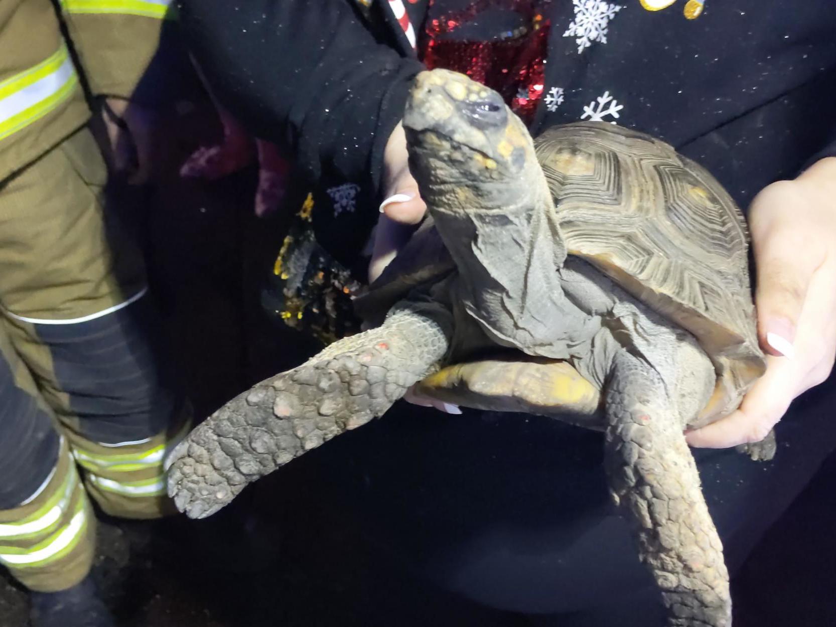 A tortoise was rescued from a house fire after he set his bedding on fire in Essex