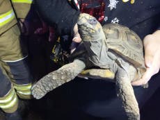 ‘Very lucky’ tortoise saved from Christmas Day fire he started at home