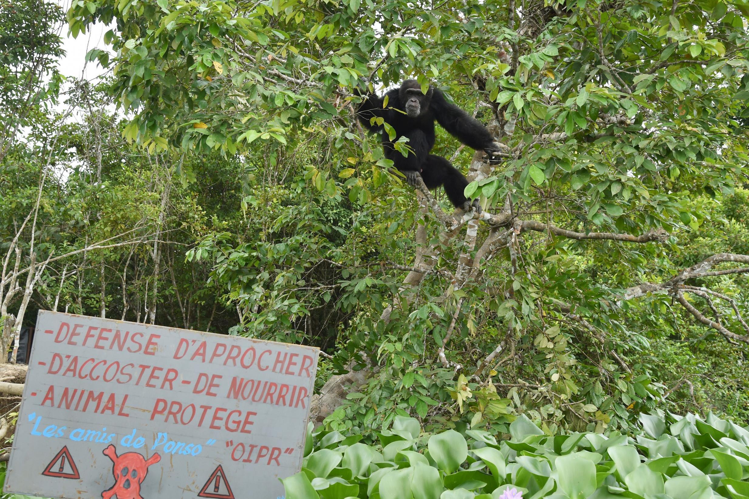 liberia monkey island