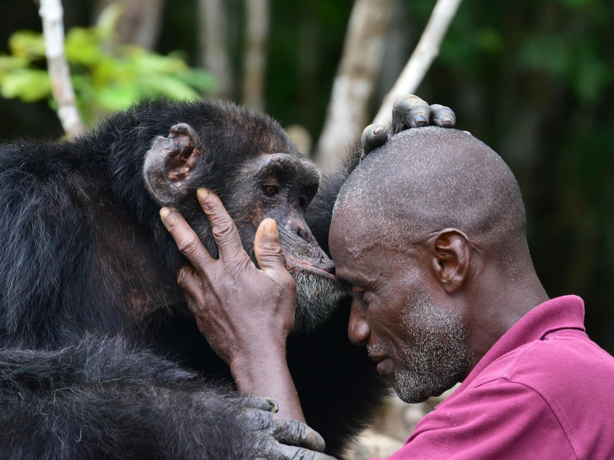 Me and my monkey: a carer and a chimpanzee from the original lab testing group (AFP/Getty)