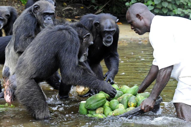 Feeding time: chimps at the colony in Liberia