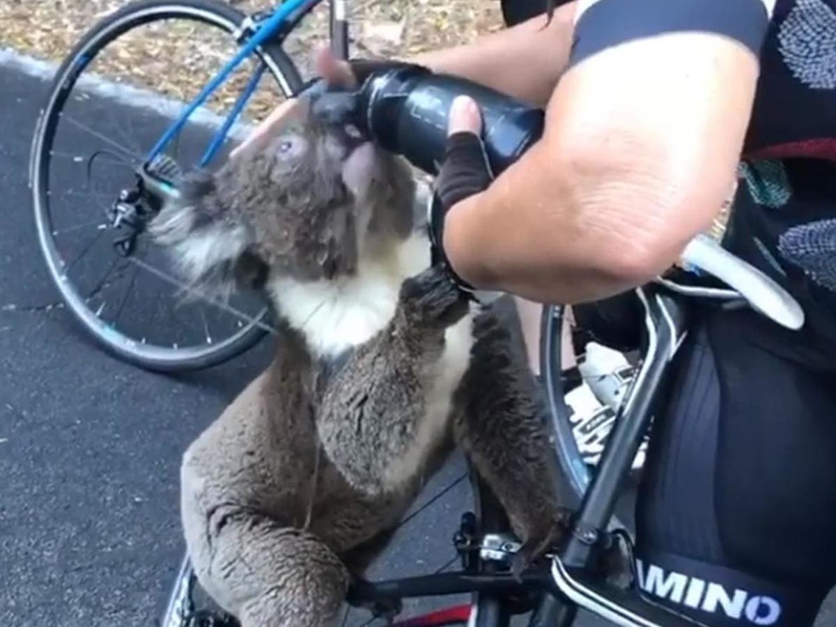 Dehydrated koala approaches cyclist for help as Australian wildlife suffers in heatwave and fires