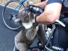 Koala seeks cyclist’s help as wildlife suffers in Australian bushfires