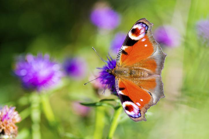 The wild valley in Ennerdale will be home to a variety of butterflies (Getty/iStock)
