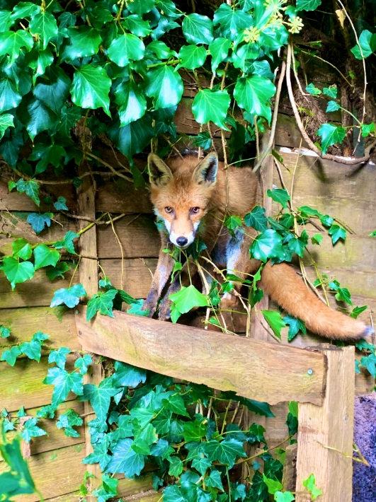 A fox needed rescuing after getting stuck in a tangle of ivy