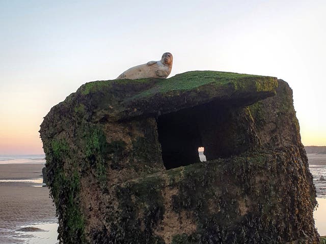 An injured grey seal stumped RSPCA rescuers who were called to collect him – from the top of a 10ft high Second World War pillbox.