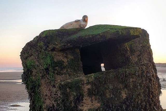 An injured grey seal stumped RSPCA rescuers who were called to collect him – from the top of a 10ft high Second World War pillbox.