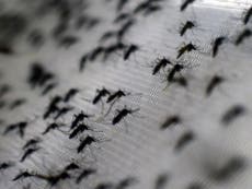 Record dengue epidemic hits Honduras amid climate change and apathy