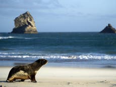 Diver stabs sea lion which ‘threatened to attack’ wife