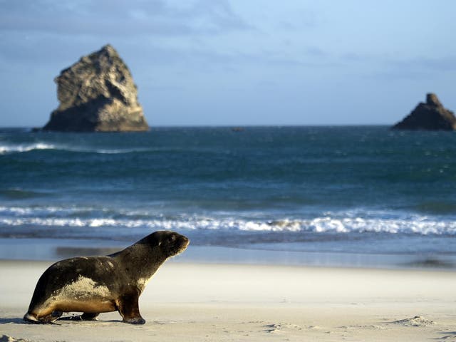 Sea lions are endangered and protected by law in New Zealand