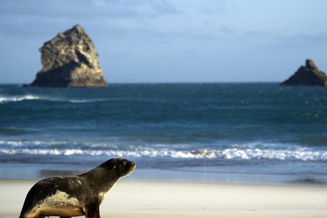 Sea lions are endangered and protected by law in New Zealand