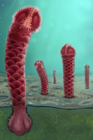 The ancient invertabrate worm-like species rhenopyrgus viviani (pictured) is one of over 400 species previously unknown to science that were discovered by experts at the Natural History Museum this year