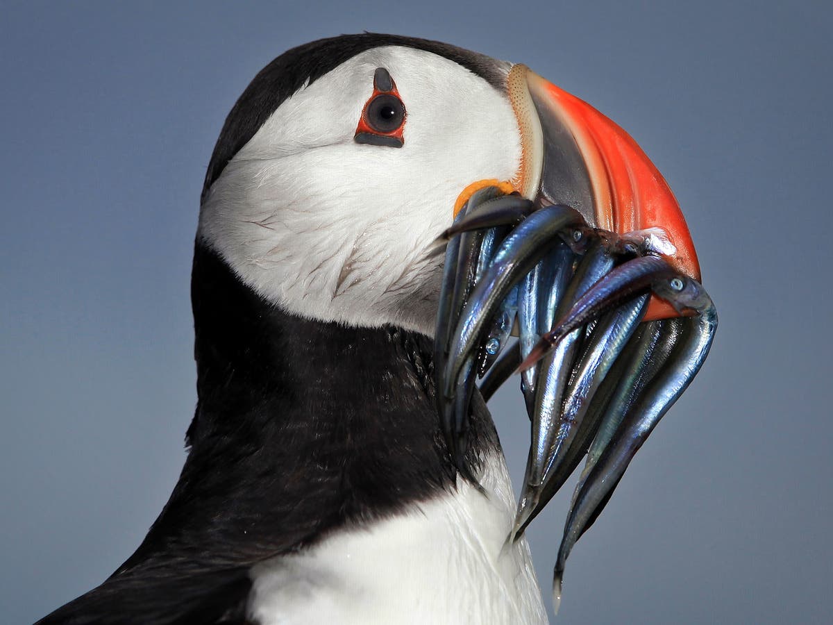 Rare video shows puffin using stick as a tool - to scratch an itch