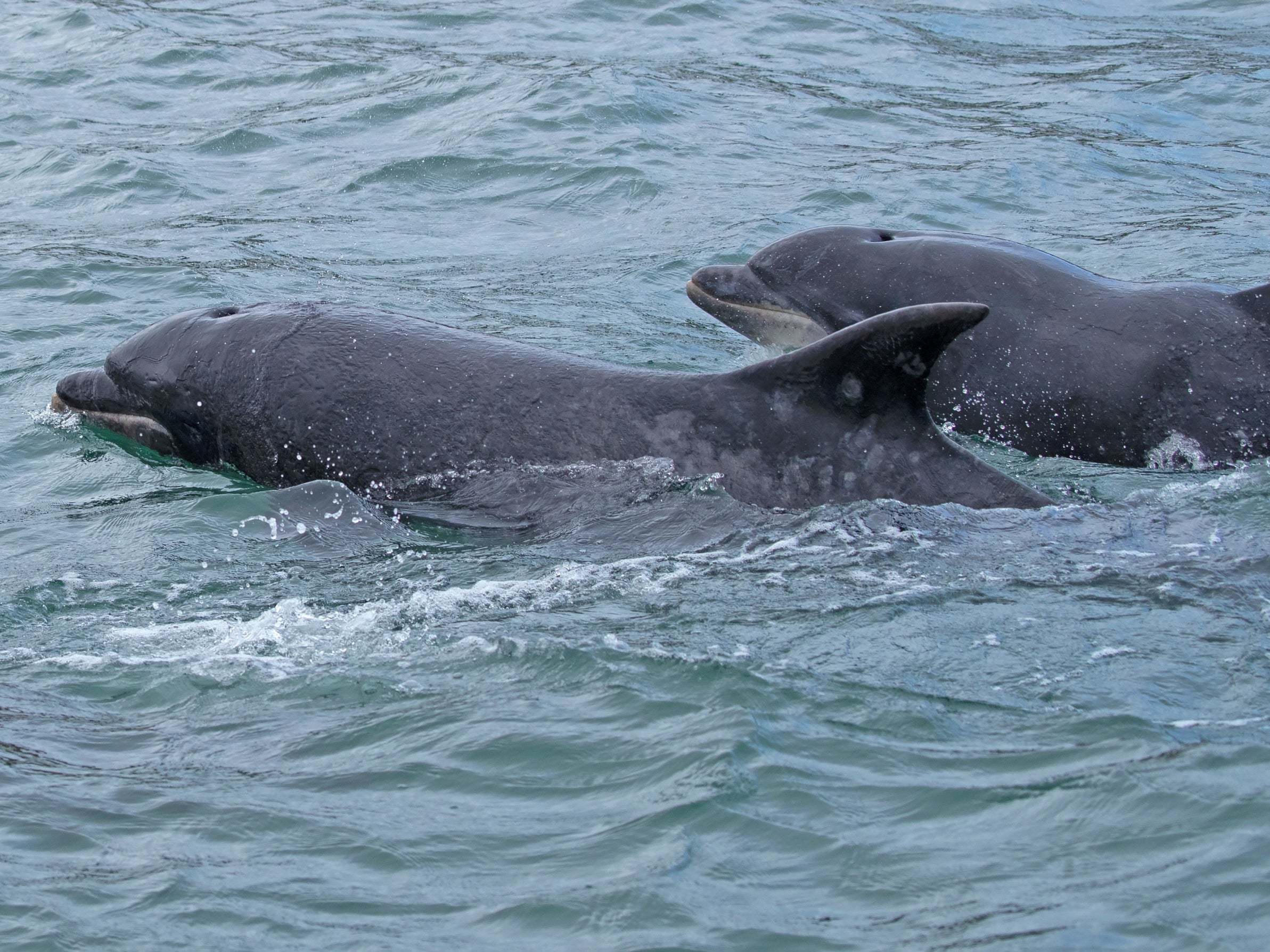 Bottlenose dolphins from Scotland were officially recorded off the coast of Yorkshire for the first time
