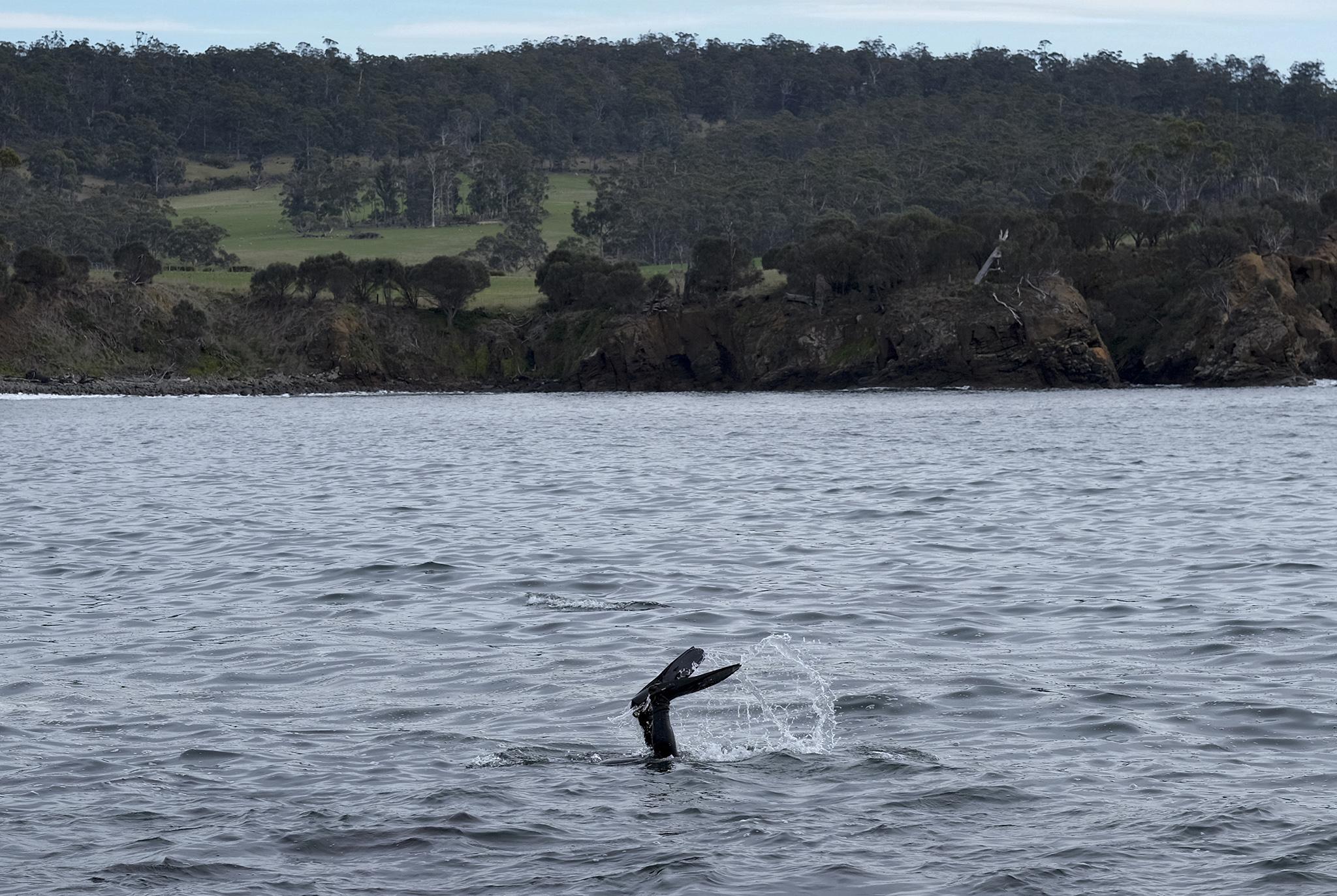 Rodney Dillon, 63, hunts for abalone off Bruny Island, Tasmania