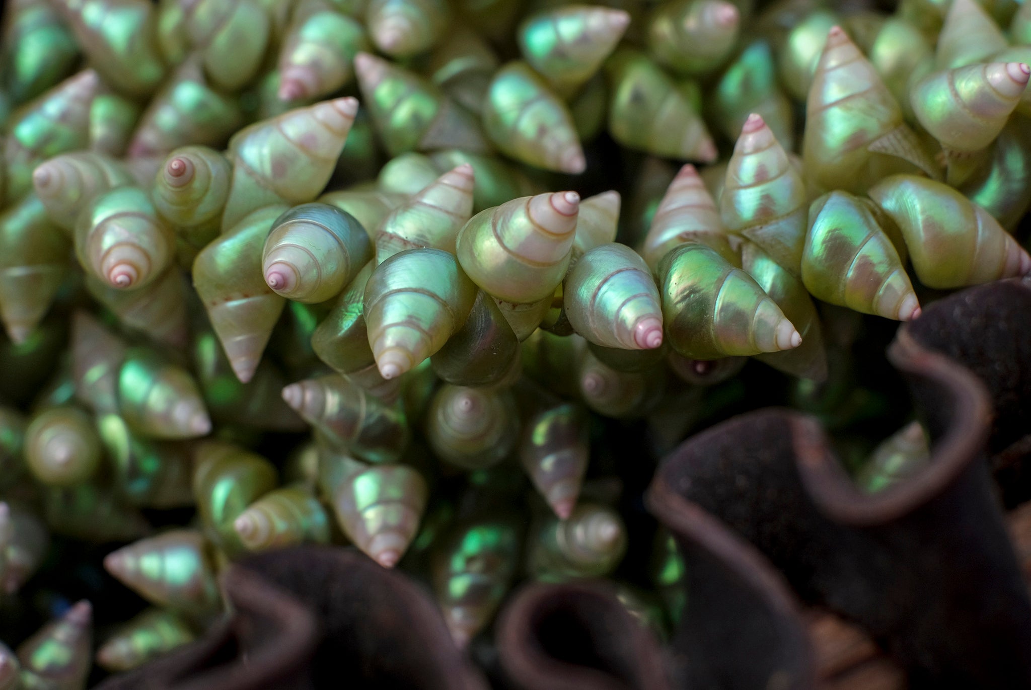 Marina shell necklaces made by Patsy Cameron, 72, are held in a traditional kelp basket in Beaumaris, Tasmania