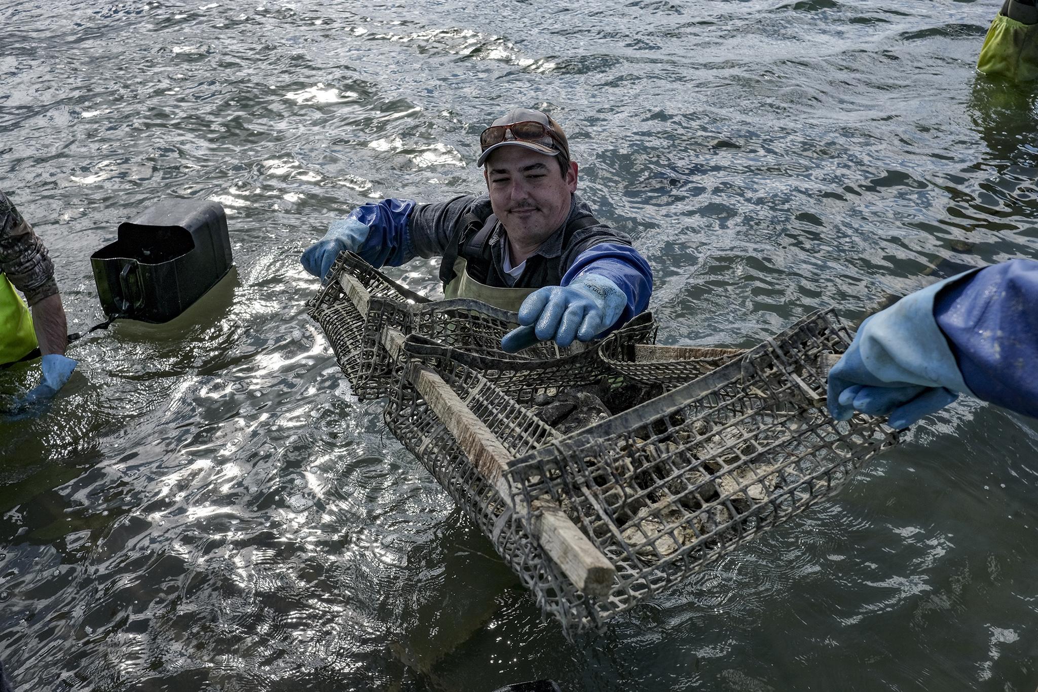 Simon Neil works on an oyster bed at Clifton Pacific Oysters in Clifton Beach, Tasmania