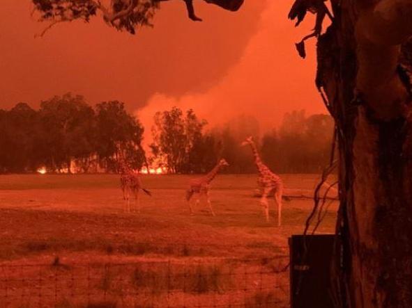 Australia Fires Zoo Director Bundles Monkeys And Pandas Into His Home To Save Them From Blaze The Independent The Independent