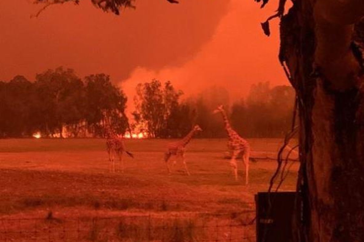Australia fires: Zoo director bundles monkeys and pandas into his home ...