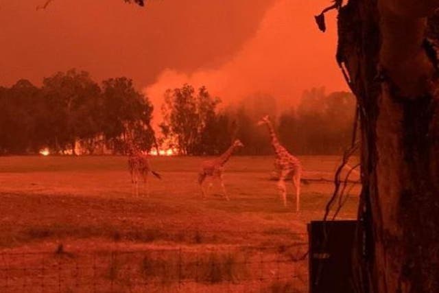 Bushfire at Mogo Wildlife Park in Australia