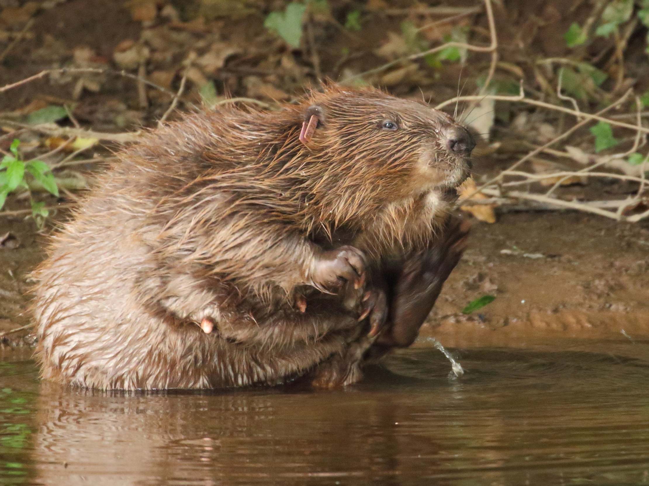 The mammals have drawn tourists to the River Otter in Devon