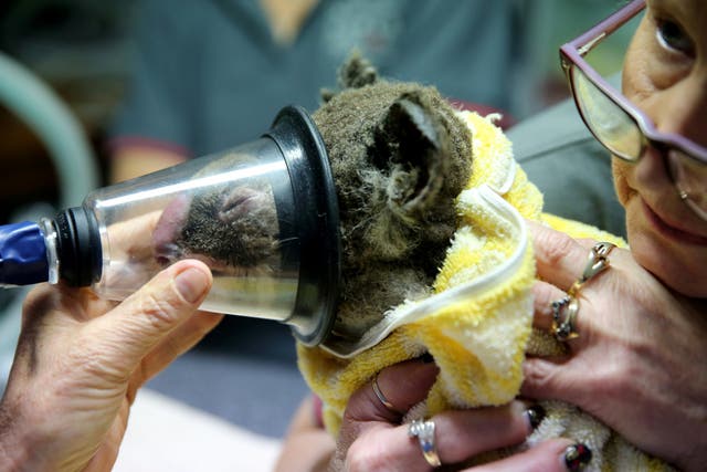 A koala named Kate from Bellangry State Forest is treated for burns at The Port Macquarie Koala Hospital