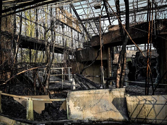 Only two chimpanzees survived the devastating blaze at Krefeld zoo's ape house
