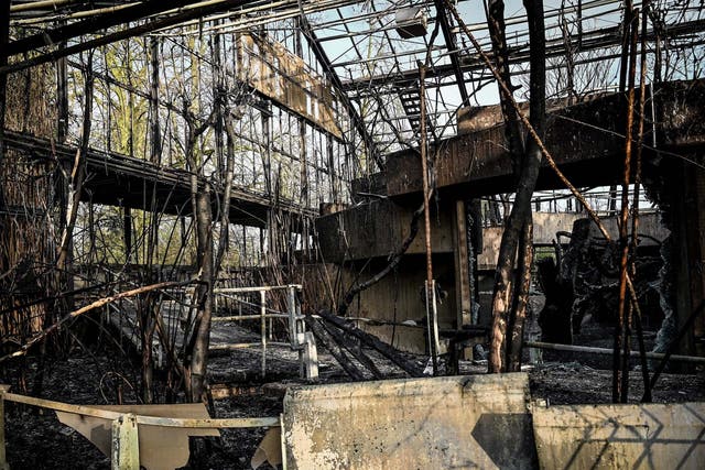Only two chimpanzees survived the devastating blaze at Krefeld zoo's ape house