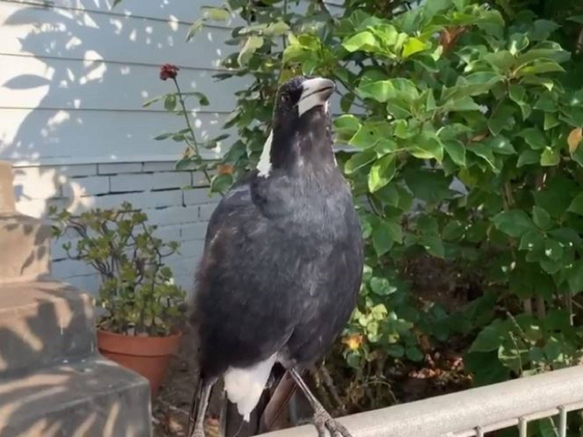 Still image from video of Australian magpie in Newcastle, New South Wales. mimicking sound of emergency services sirens as wildfires continue to burn across country.