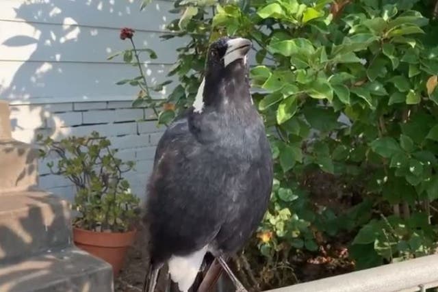 Still image from video of Australian magpie in Newcastle, New South Wales. mimicking sound of emergency services sirens as wildfires continue to burn across country.