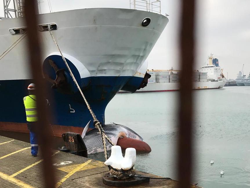 Dead whale spotted on container ship arriving in Portsmouth