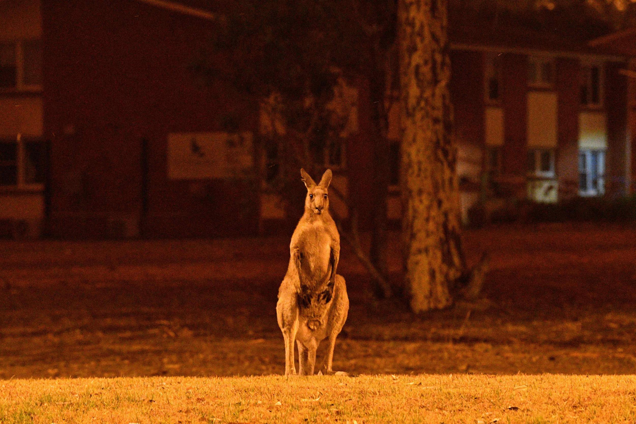 A kangaroo near bushfires in Nowra
