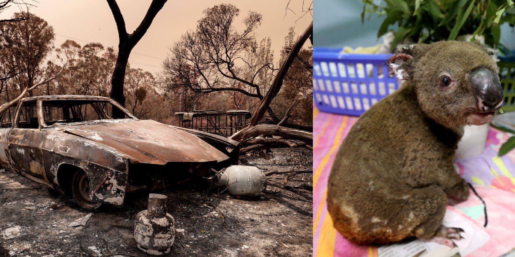 Australia Wildfires How You Can Help Those Affected By The Fires