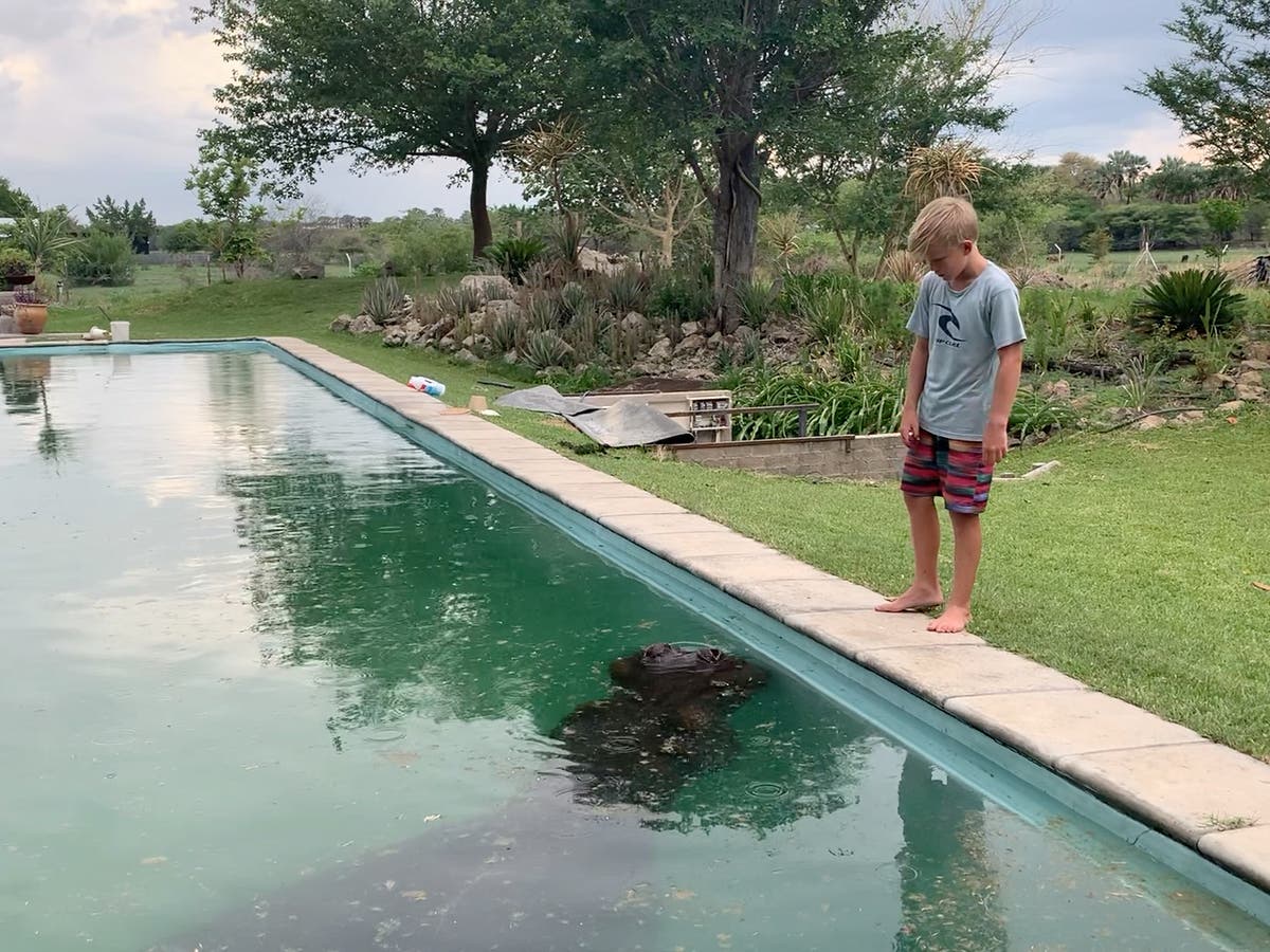 Hippo found swimming in family’s pool on New Year’s Eve | The