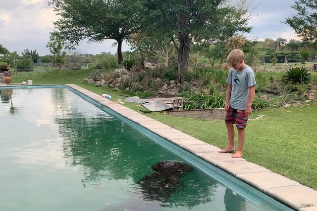 Brent Reed and his family woke up to find a three-tonne hippo in their swimming pool in Maun, Botswana, on 31 December, 2019.