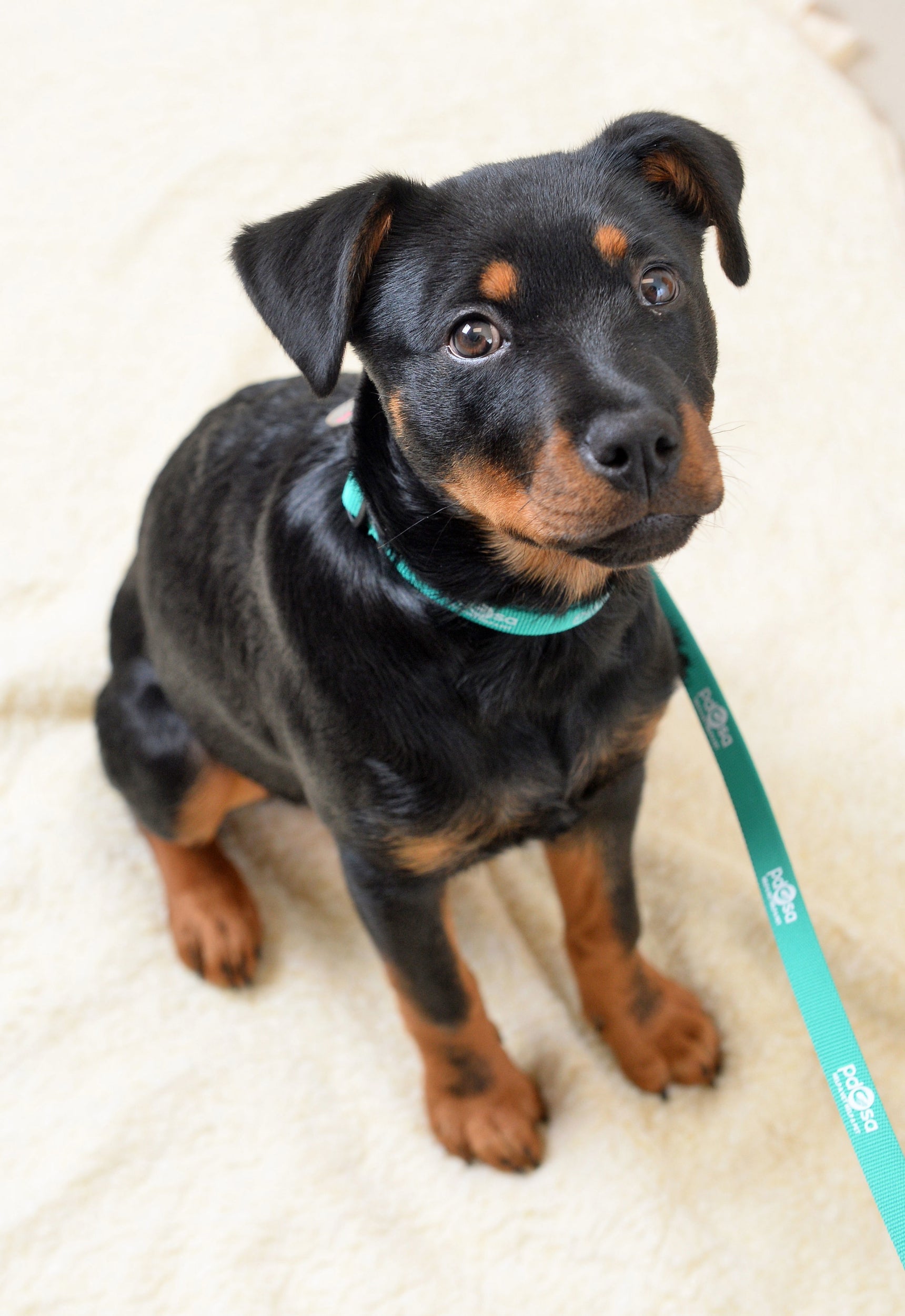 15-week-old puppy Zeena