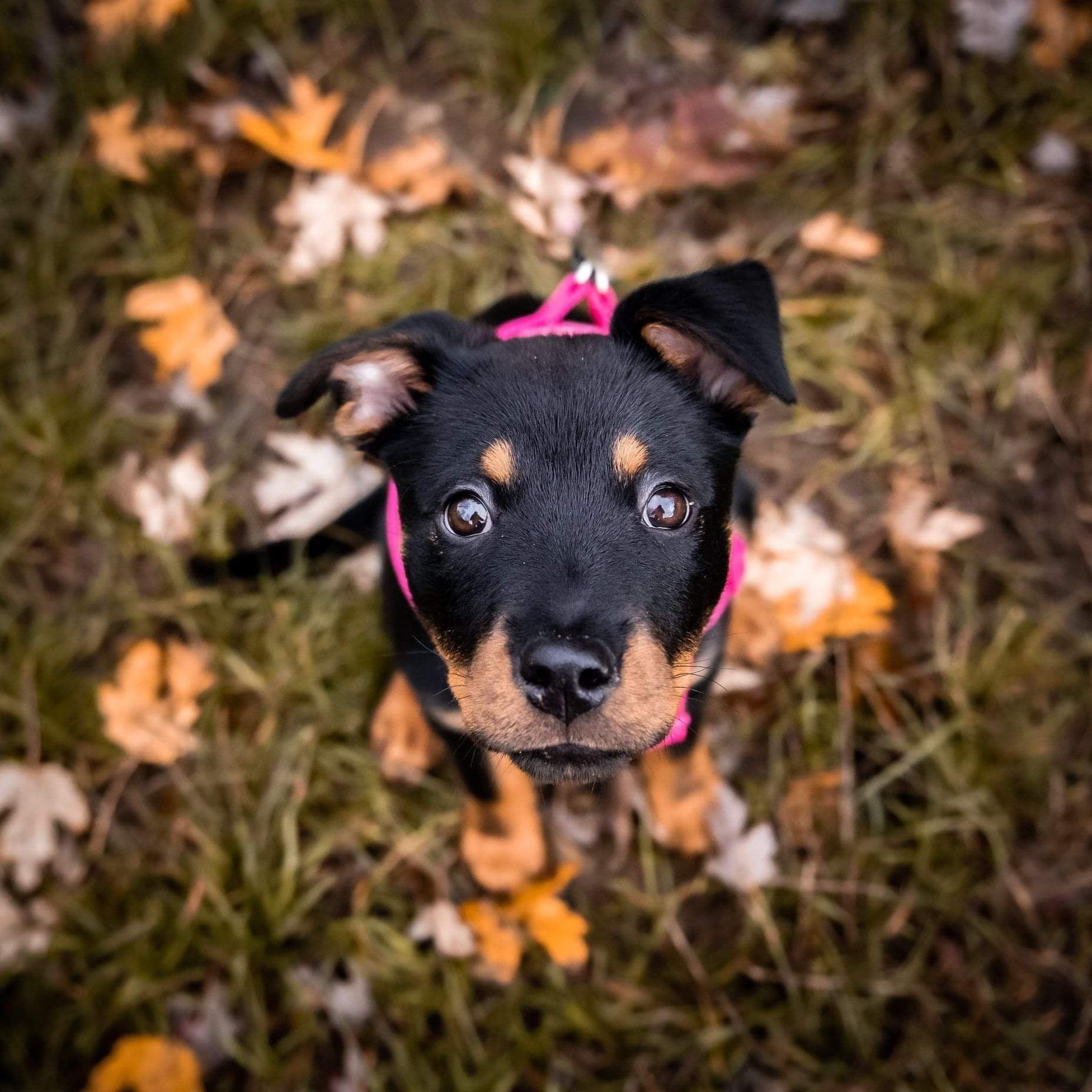 My dog ate a chocolate biscuit best sale