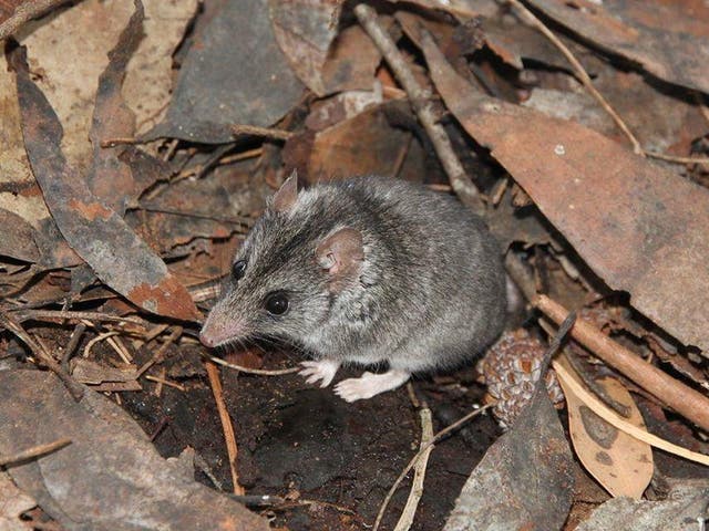 The endangered Kangaroo Island dunnart is a small, mouse-like marsupial
