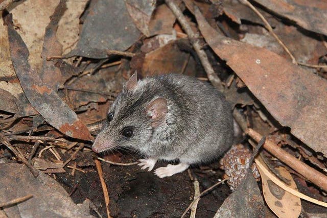 The endangered Kangaroo Island dunnart is a small, mouse-like marsupial