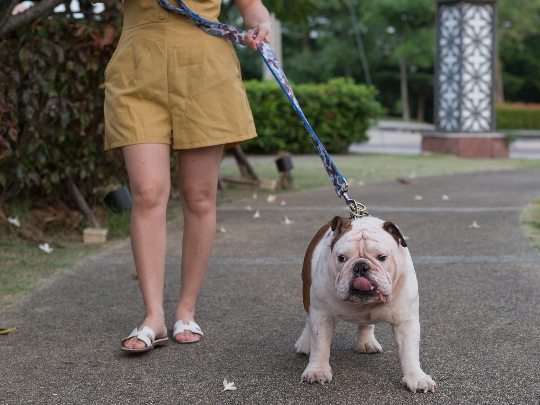 Walk-shy owners will work out more if their pet needs to lose weight